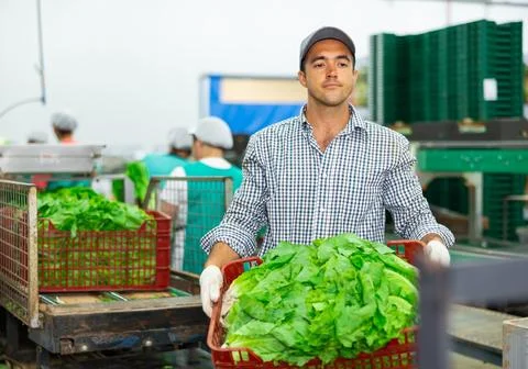 Man stacking boxes with lettuce on sorting line in vegetable factory Stockfoto's