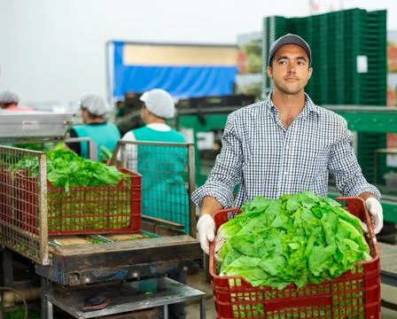 Man stacking boxes with lettuce on sorting line in vegetable factory 스톡 사진