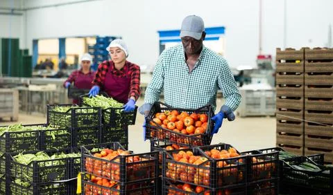 Man stacking crates full of ripe tomatoes in vegetable factory Stockfoto's