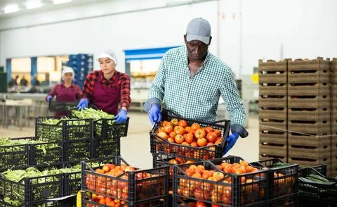 Man stacking crates full of ripe tomatoes in vegetable factory 스톡 사진