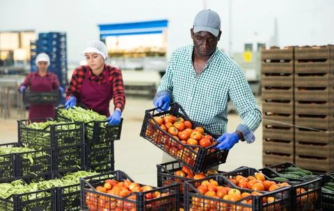 Man stacking crates full of ripe tomatoes in vegetable factory 스톡 사진