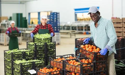 Man stacking crates full of ripe tomatoes in vegetable factory Stockfoto's