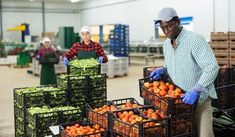 Man stacking crates full of ripe tomatoes in vegetable factory 스톡 사진