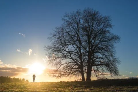Man standing at a beatiful old tree and enjoy majestic sunset Stock Photos