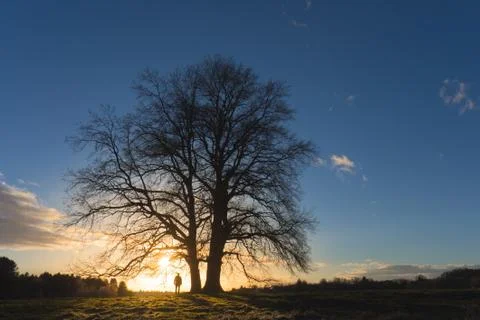 Man standing at a beatiful old tree and enjoy majestic sunset Stock Photos