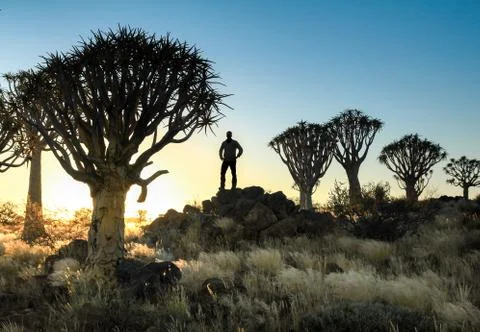 Man standing between silhouetted quiver trees. sunset sunrise in desert. Stock Photos