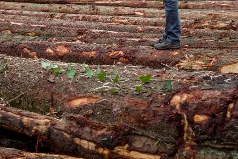 Man standing on chopped pine tree logs Stock Photos
