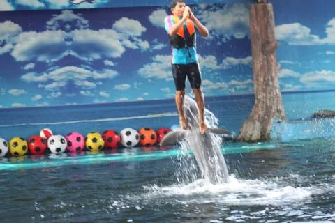 A man is standing on a dolphin Stock Photos