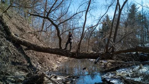 Man Standing on Fallen Log Bridge over Creek in Winter Forest Ravine Foto stock