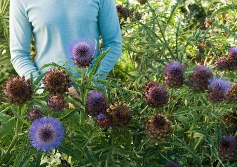 Man standing in flowers, mid section Stock Photos