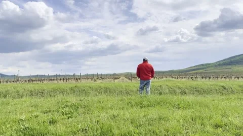 Man Standing in Green Vineyard Field Under Dramatic Cloudy Sky Stock Footage 335215166