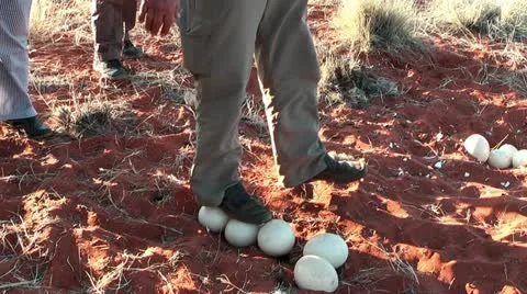 Man standing on an ostrichs egg Stock Footage 22178308