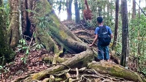 A man standing on a rock in the middle of a forest Stock Footage 129460519