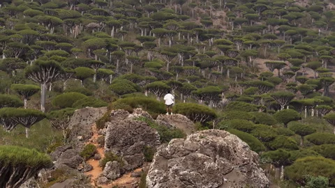 Man standing on rock overlooking a dragon's blood tree forest, socotra Stock Footage 333629149