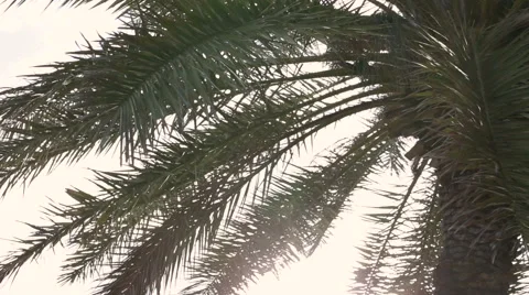 A man stands on the beach and looking at the water Stock Footage 64010995