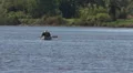 Man Stands Up In Canoe HD Footage