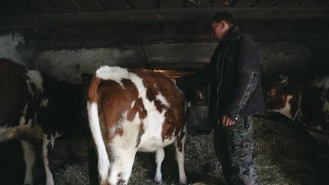 A man stands in a pen and stroking a young calf Stock Footage 105212683