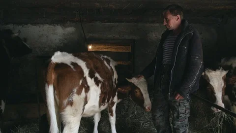 A man stands in a pen and stroking a young calf Stockbeeldmateriaal 105212748