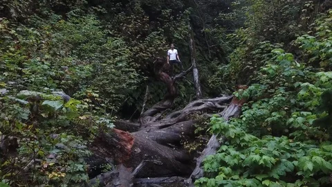 Man Stands On Tree Top in Lush Forest Drone Shot Stock Footage 99070551