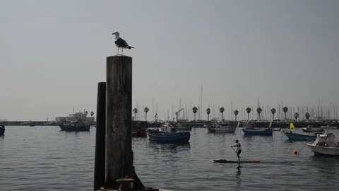 Man on standup paddle rows across the marina at Cascais harbour, Portugal Stock Footage 94252737