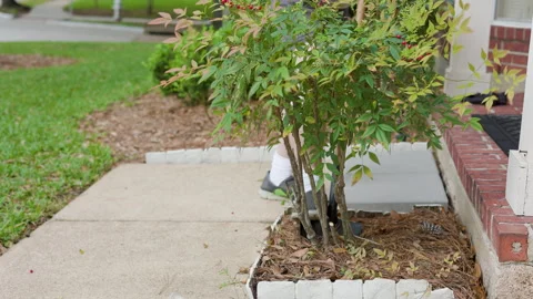 Man starting to dig up a shrub to replace it Stock Footage 272528152