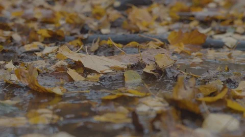 A man steps into the autumn mud Stock Footage 118020826