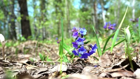 A man steps on a flower Видео 75801317