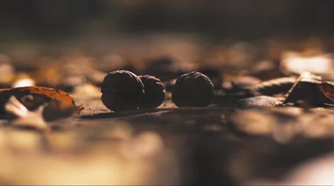 Man steps on nuts Stock Footage 56954601