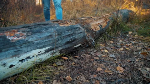 Man steps over broken tree trunk 스톡 동영상 168117052