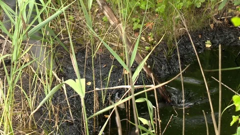 Man with stick touching dirty water covered with toxic oil Stock Footage 112215535