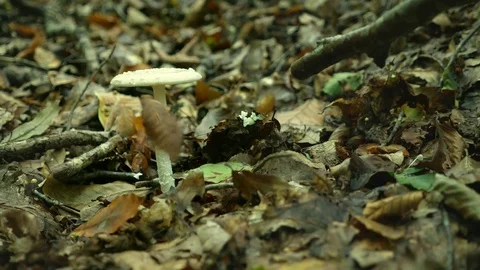 Man with a stick while gathering mushrooms Stock Footage 95697836