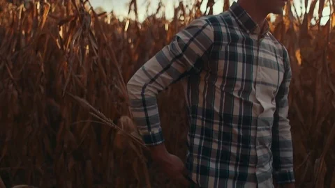 Man Sticks Corn in Pocket During Sunset Stock Footage 81563582