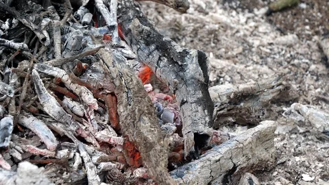 Man Stokes Campfire Coals in Forest Woods Camping Stock-Footage 112669927
