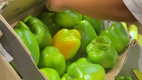 Man in a store selects a beautiful green big pepper with his hands. Big green pe Stock Footage 203824497