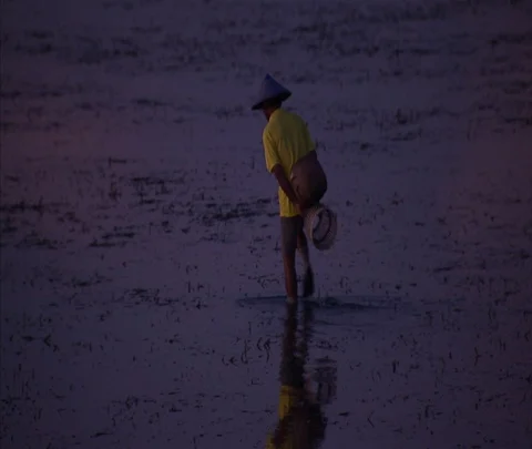 Man in straw hat wades through purple still waters of rice paddy at dusk Stock Footage 86747607
