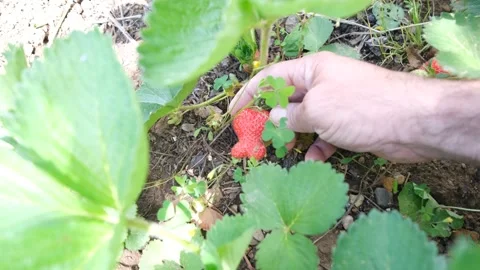 Man on a strawberry field picks a large ripe strawberry Video stock 154058014