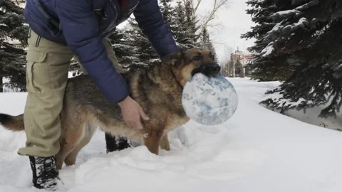 A man on the street combs the dog with his hands in winter. Stock Footage 233178400