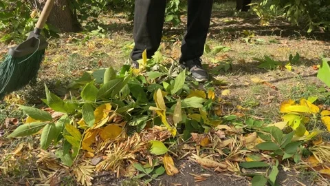 Man street sweeper or yard keeper sweeps with big broomstick off fallen dry Stock Footage 250247656
