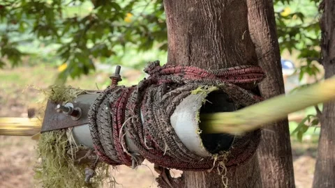 A man strips the surface layer from a sugarcane stalk using a tubular metal Stock Footage 332300831