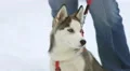 The man stroke a dog on a snowy background. Real time capture 4k or 4k+ Resolution