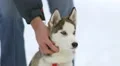 The man stroke a dog on a snowy background. Real time capture 4k or 4k+ Resolution