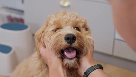 A man strokes an adorable curly-haired brown labradoodle or goldendoodle do.. Stock Footage 318463792