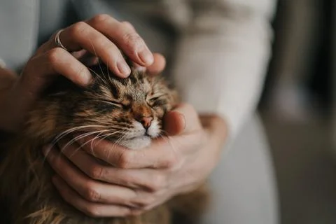 Man strokes a cat. Close-up Stock Photos