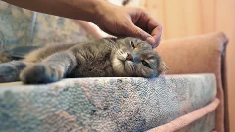 Man strokes a cat lying on the couch. Pet is lying on the couch. The owner's Video stock 139034552