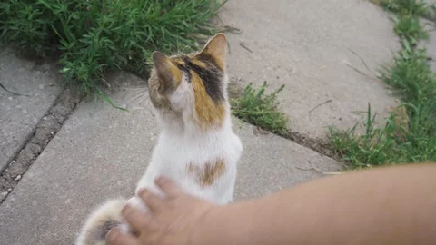 A man strokes a cute cat in the yard Stock Footage 108953176