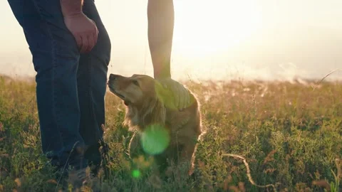 Man strokes dog spaniel with hand, outdoors. Closeup dog sitting next its owner Stock Footage 253502140