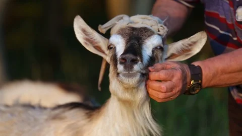 A man strokes a goat on the cheeks. Close-up Stock Footage 129305935