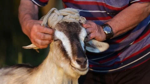 A man strokes a goat in the ears. Close-up Stock Footage 129305943