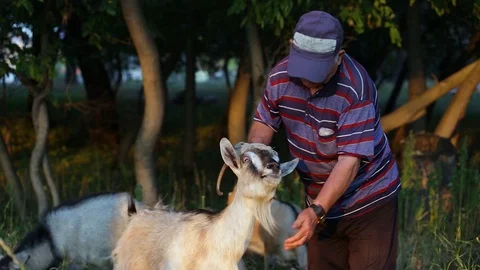 A man strokes a goat Stock Footage 129305933