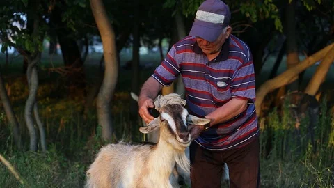 A man strokes a goat on the head Video stock 129305945